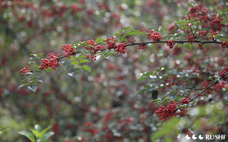 Red Sichuan Pepper Basic Information