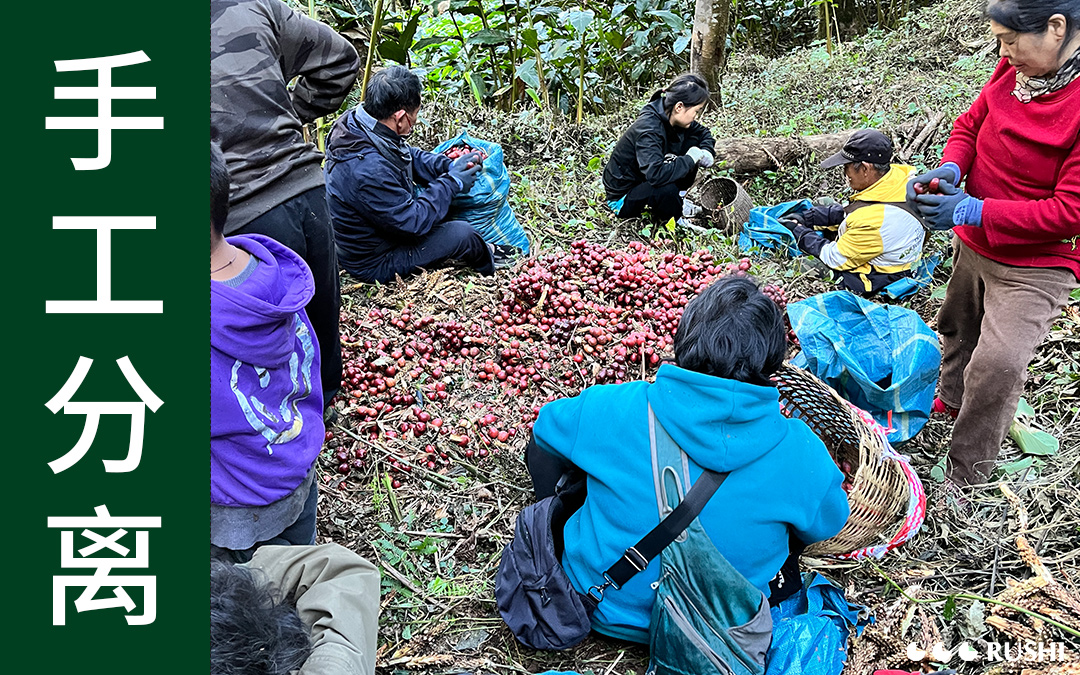 TSAO-KO Harvesting & Trading