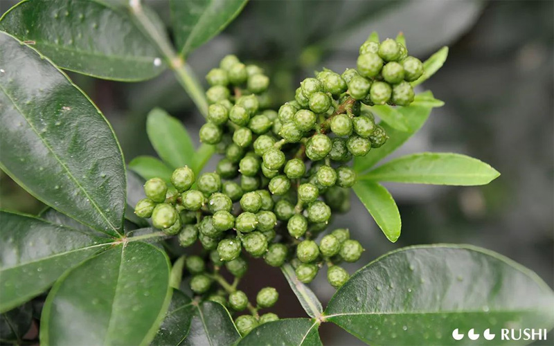 Basic Information of Green Sichuan Pepper