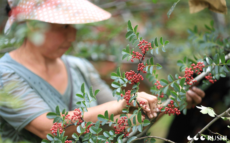 Harvesting and Pruning