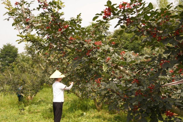 Nuzhi_2024_Red_Pepper_New_Production_Expedition_05.png