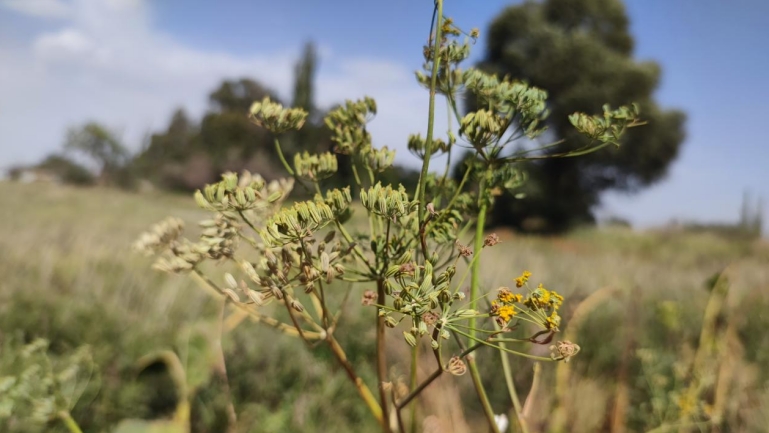 Fennel_2024_Harvest_Investigation_Report_04.png