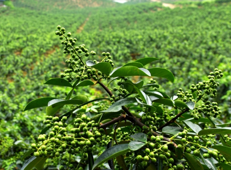 chinese sichuan peppercorns